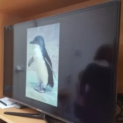 Pinguine am Südpol