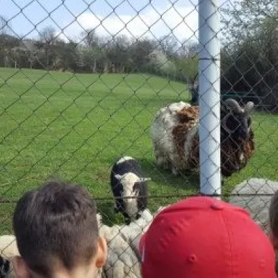 Spaziergang zu den Schafen