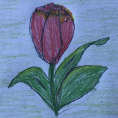 Klasse 2: Die Tulpe