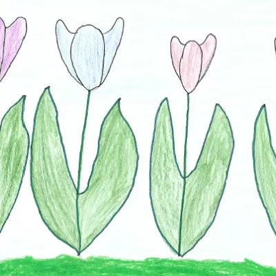Klasse 2: Die Tulpe